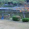 奥須磨公園の翡翠。
