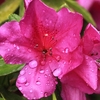 雨に濡れるツツジを見ても…