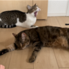 仲良しきなこもちあんころもち特集67