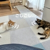 愛猫の血液検査の結果届きました。