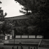 法隆寺西院伽藍金堂前の松の木