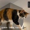 テンポ走10.95km