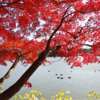 袖ケ浦公園の紅葉　その2