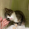 保護猫トライアル開始。