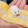 またもYELL！かじられたくないけどかじらせたい！ケーブルかじかじハムスター（カプセルトイ）