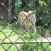 トラは元気に動きまくってた・・・秋田市大森山動物園ミルヴェ