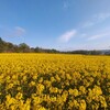 黄色のパワー！安平町の菜の花