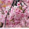 アタミハヤザキ　〈熱海早咲　桜〉