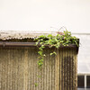 2か月ぶりの植物園 Ⅶ