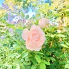 お花の香りが10倍?になる方法