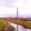 小出河原の河津桜