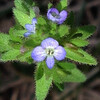 (341) Veronica arvensis