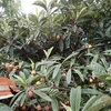 枇杷と枇杷の種を使ったアップルビネガードリンクを作る　making the apple vinegar drink using loquats and loquat seeds 