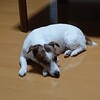 わが家の犬