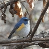 幸せの青い鳥で今年も幸せに