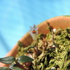 Dendrobium  delicatulum `Eichenfels' CHM/AOS OG 