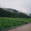 第20回南越前町花はす早朝マラソン(2024/6/30 10km) 夏の朝から走れる貴重な好大会！—光る君と光ることもない私へ—