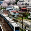 ＪＲ根岸線　山手の桜　２０１５