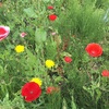 今年も湯の花荘でバーベキュー・・・