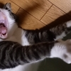 ＴＶ番組のテーマ曲が好きだ！