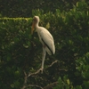 シロトキコウ Milky Stork （ジャワの鳥その18）