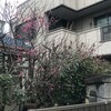 紅梅