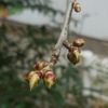 春の花木などが咲き始めました。