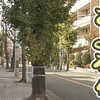 大阪の街路樹 3000本伐採へ いったいなぜ？