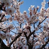 桜も開花＆🐤の換羽＆素敵なミカン🍊