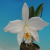 Cattleya jongheana f.alba