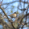 ジィちゃんと探鳥、秋ヶ瀬公園のキクイタダキ他/2021-01-21