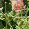夏野菜　トマト03【色づくか心配です】