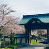 天上寺の桜