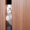 猫に引き戸を開けられなくする方法 (簡単)