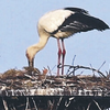 コウノトリ、なんと石川県で繁殖！