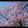 安曇野　【桜】も開花し　【野鳥】にも春が