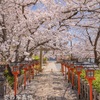 【春の京都】春はお花で溢れる六孫王神社