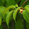 名にし負はば　逢坂山の　さねかずら・・・（サネカズラの花が咲いています）