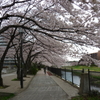 柏尾川沿いの桜が満開