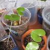 亀甲竜_実生４（2.5ケ月～9ヶ月）Dioscorea elephantipes