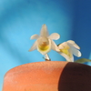 Dendrobium calicopis 