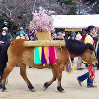 やっとやっと初登り、春山開きの六甲摩耶山。