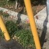 長実雛芥子　　