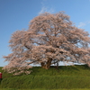 幾坂池の一本桜