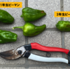 暑くなる前にピーマン収穫、午後はアプリ開発