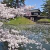 弘前城の桜