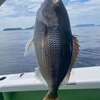 新島遠征五目！アオダイ・ヒメダイ好調で魚種豊富な楽しい釣りに