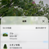 葉桜＝はざくら識別対決Siri vs Googleレンズ