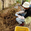 落花生もぎを手伝う