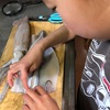 めざせ！イカ博士　8歳男子　イカを解剖、イカを食す。